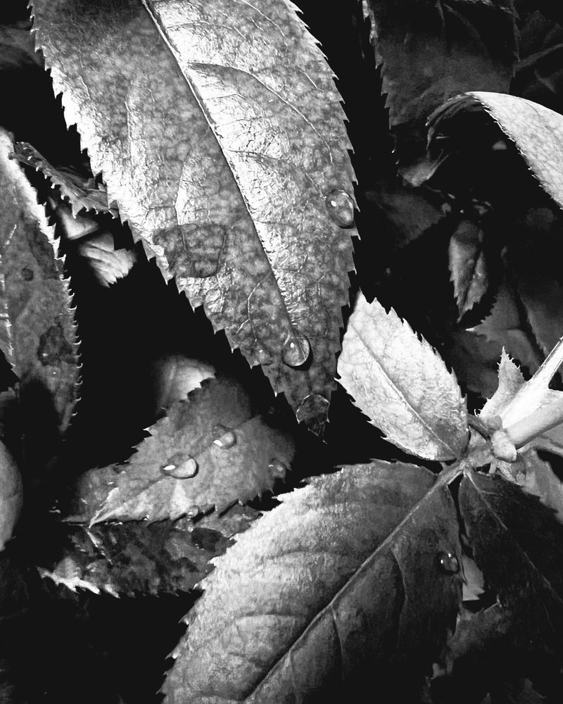 Photograph by Oxana Pet