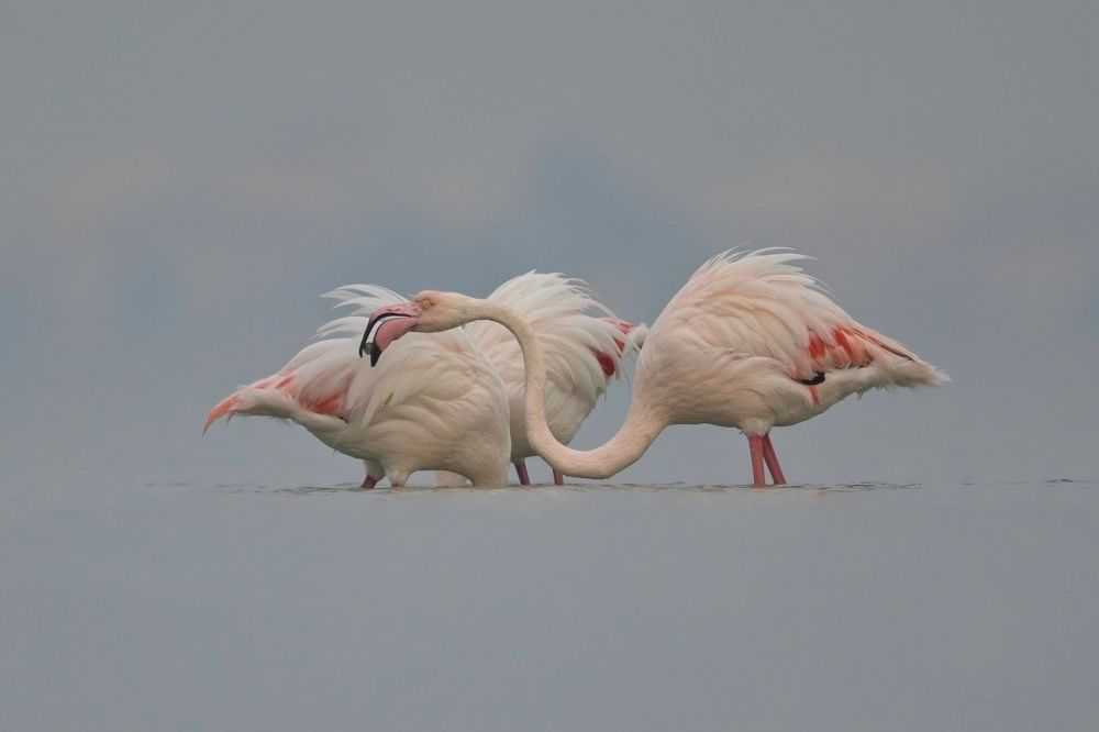 Фотография автора Niranjan Acharya