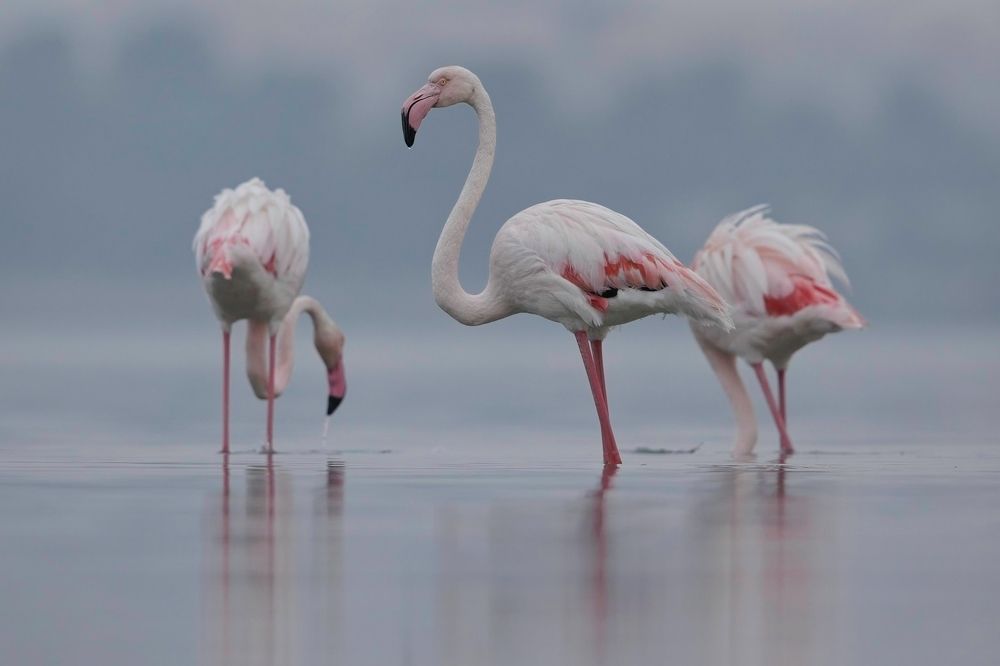 Фотография автора Niranjan Acharya