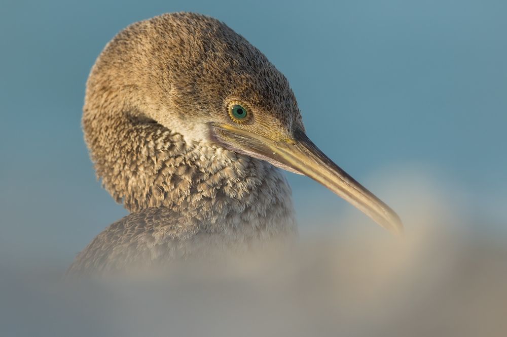 Фотография автора Niranjan Acharya