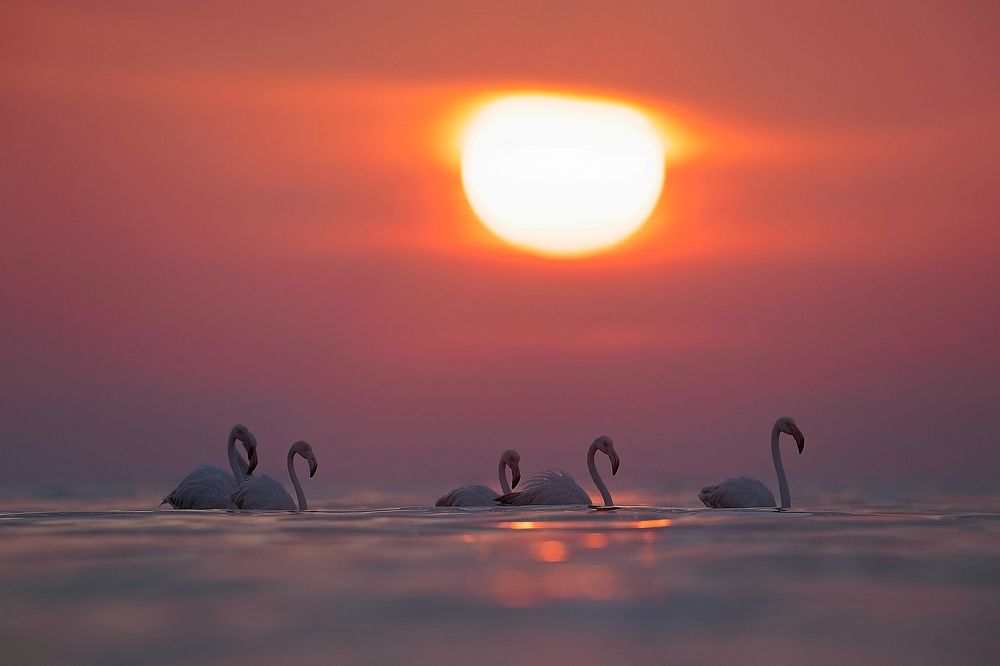 Sunrise with Flamingos