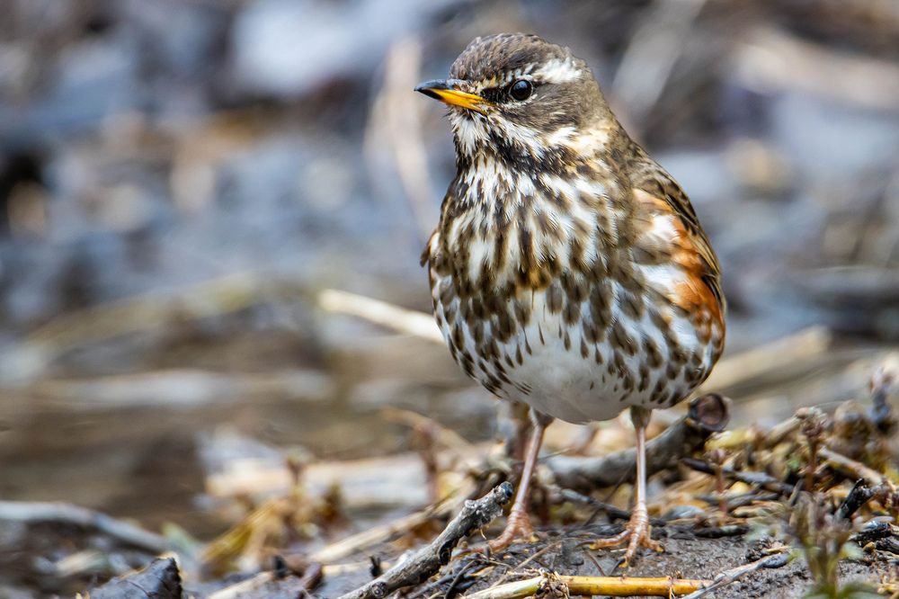 Photograph by Виктор Волынский