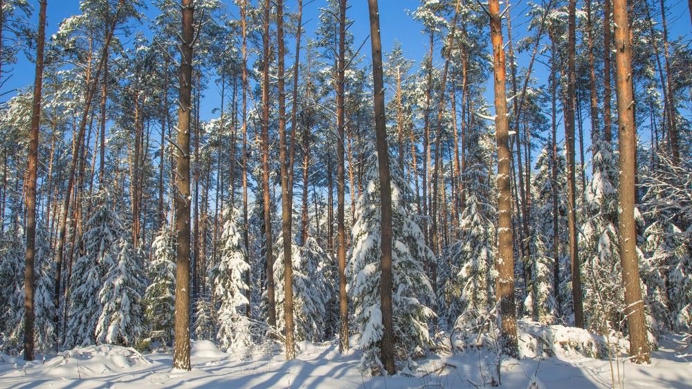 Мороз и солнце