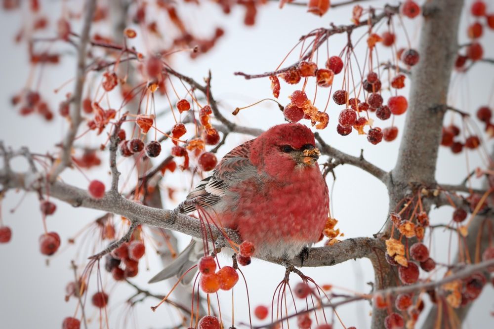 Photograph by Ирина Лисовец