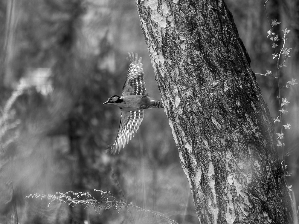 Photograph by Анастасия Глазюк