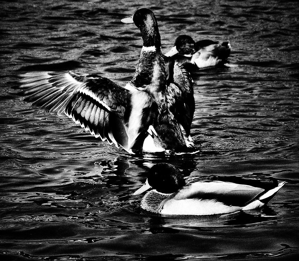 Photograph by Jaroslav Sameš