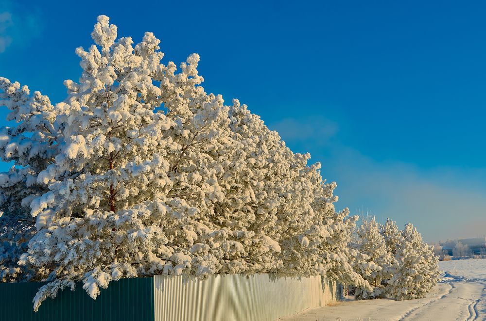 Попкорн на ветвях.