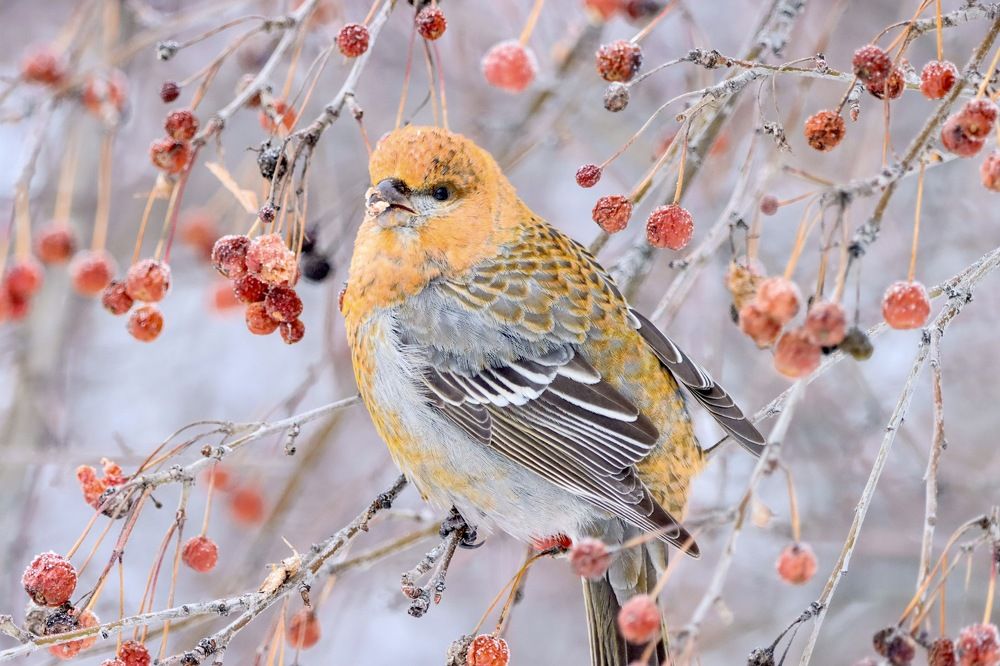 Photograph by Ирина Лисовец