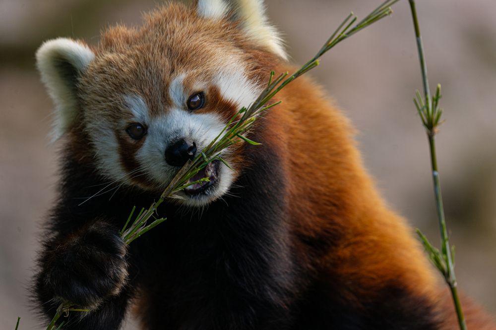 Фотография автора Julia A Caesar