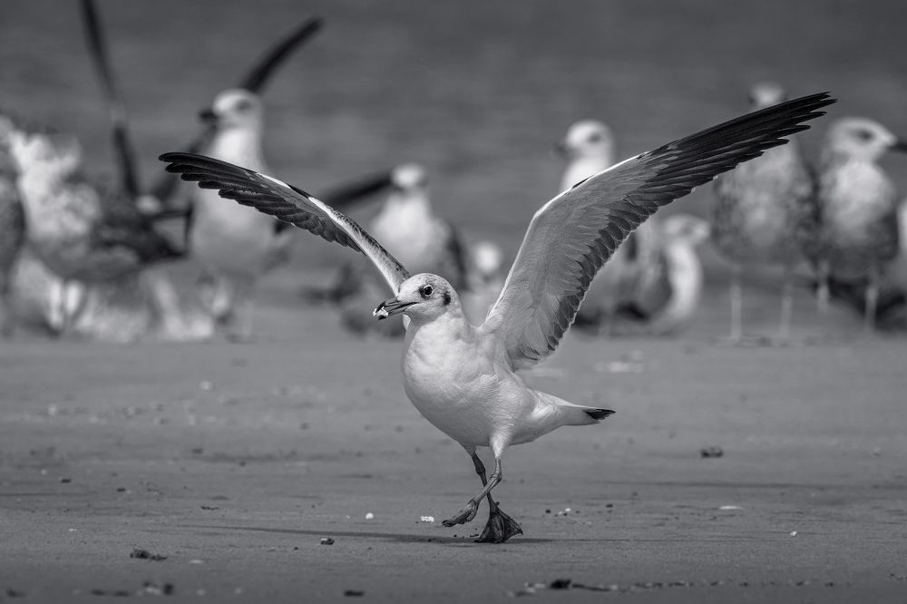 Photograph by k Ravi Reju