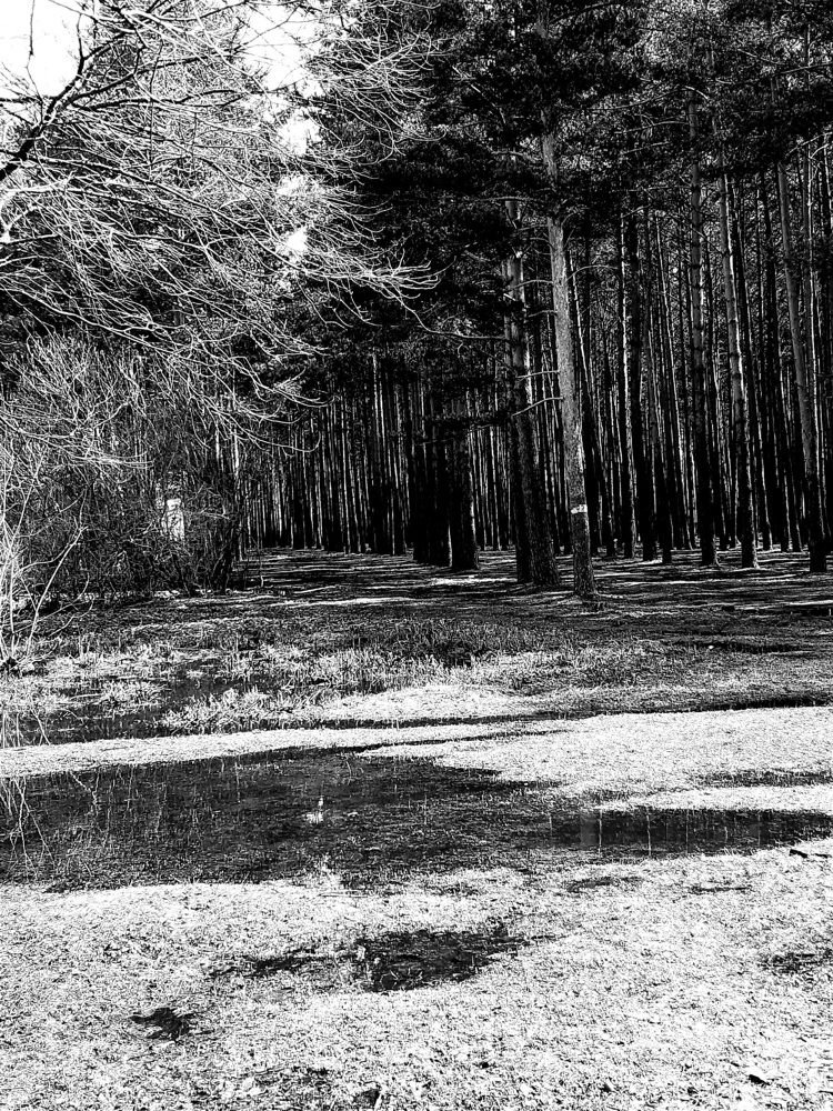 Мобильная фотография