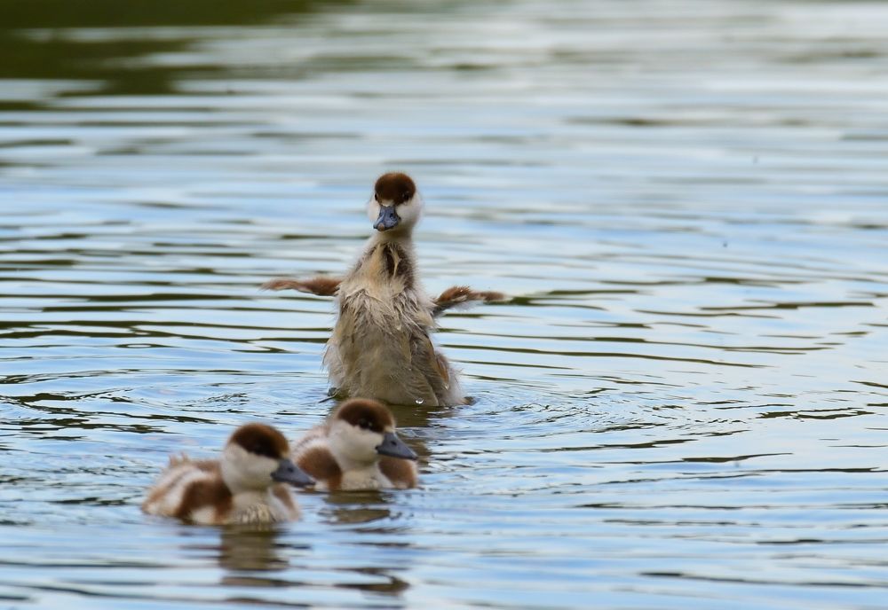 Фотография автора Елена