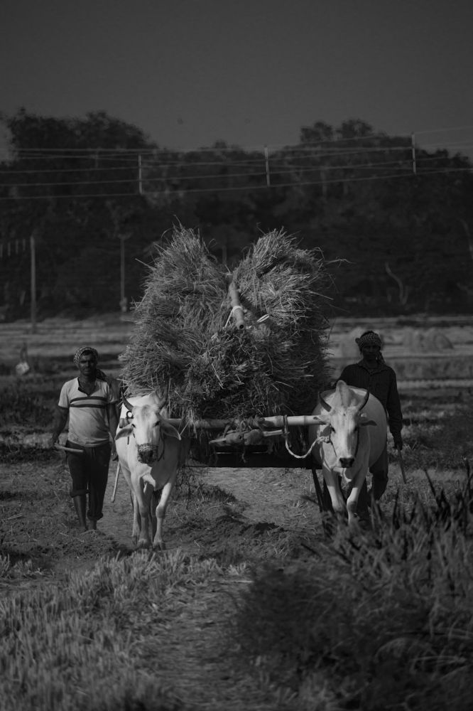 Photograph by Abhijit Roy