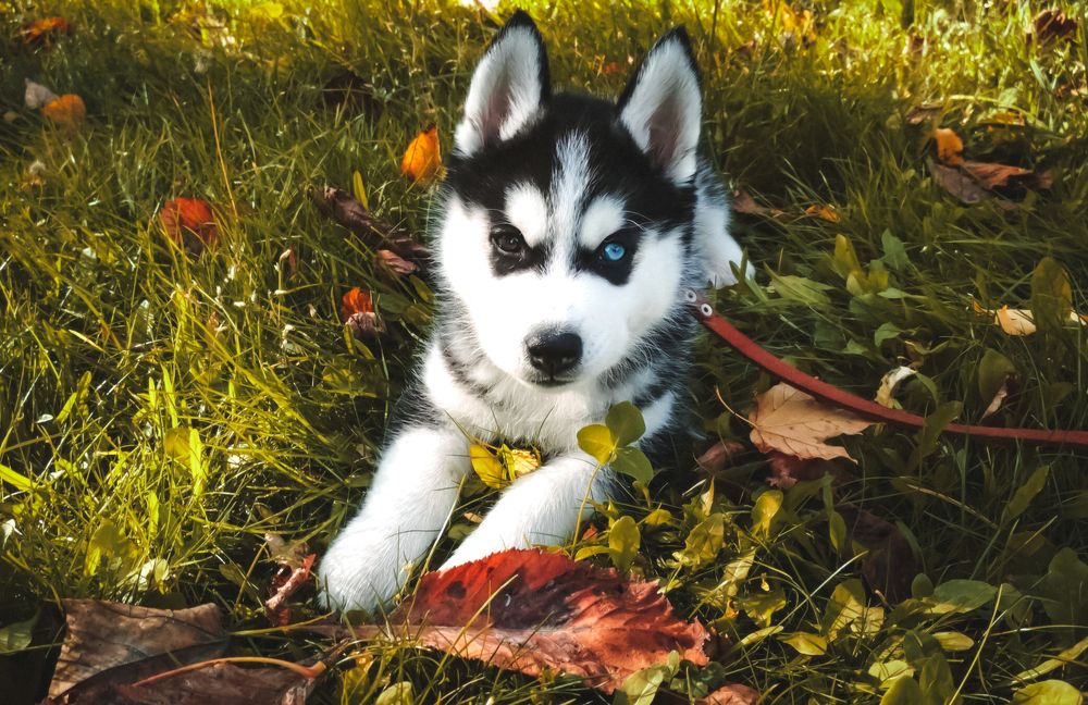 Первая осень щенка хаски