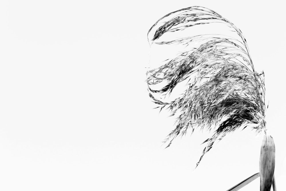 Фотография автора Елена Колосова