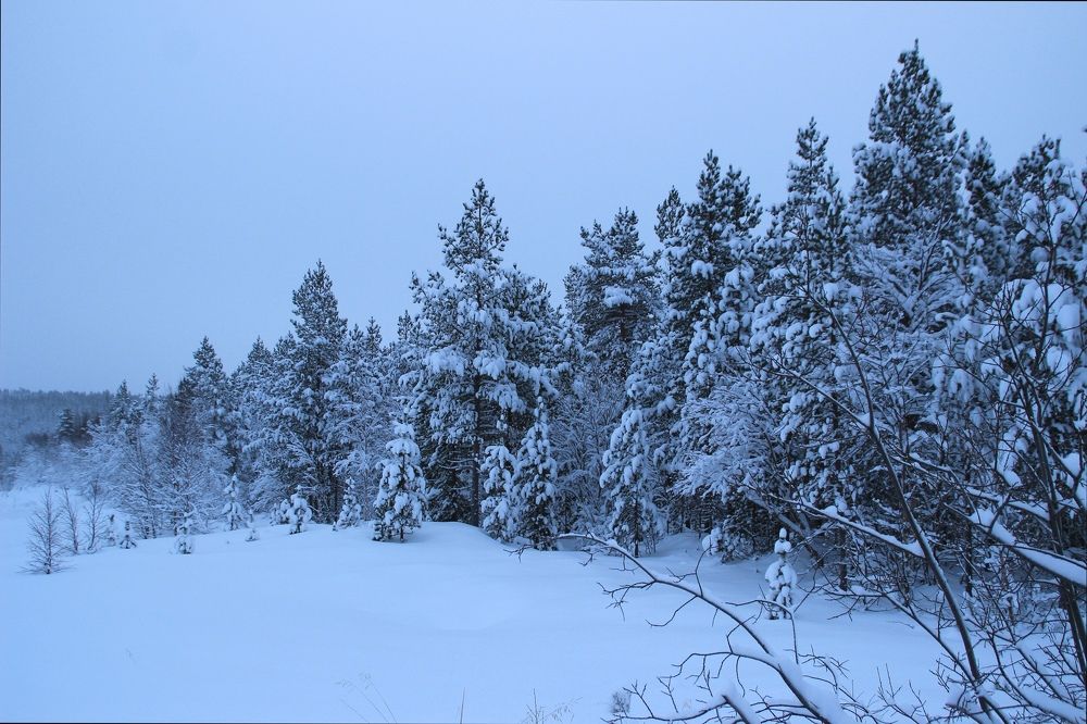 Фотография автора Светлана Овчинникова(Терехова)