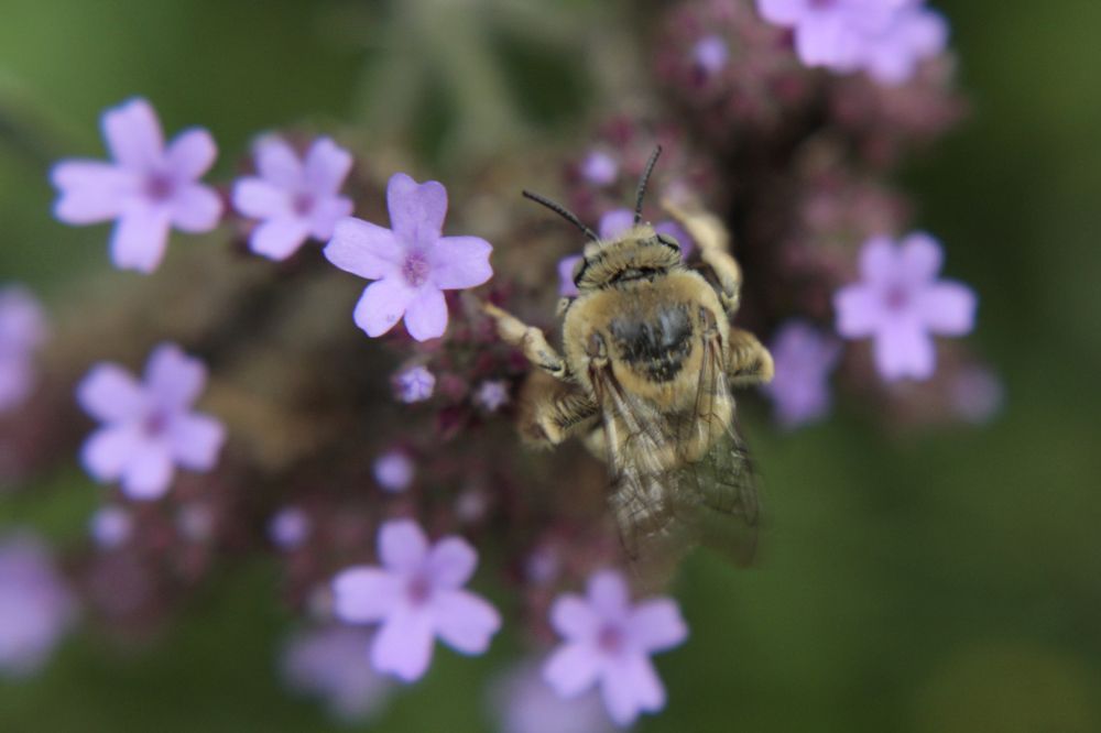 Photograph by Guillermo Topp