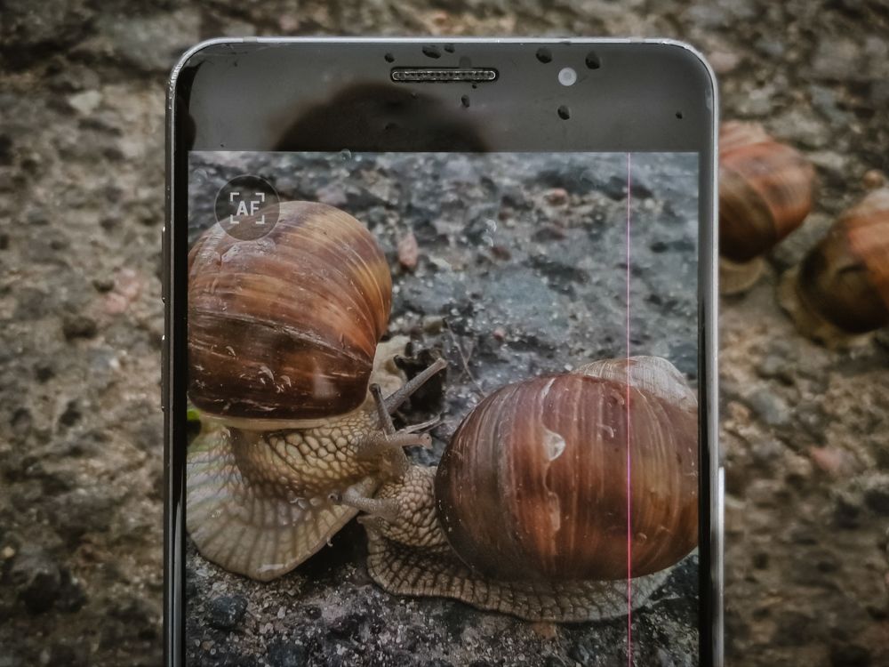 Улитки в объективе смартфона