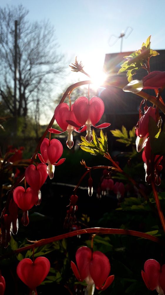 Цветок сердца