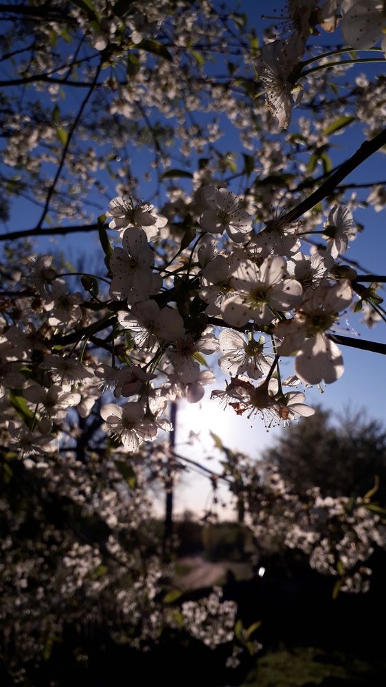 Вишнёвый Закат
