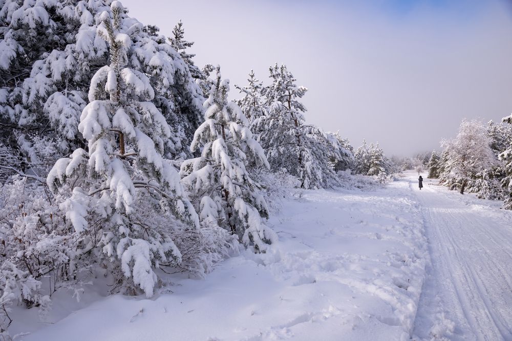 В зимнем лесу