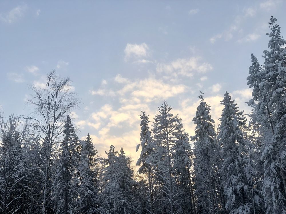 Снежные макушки