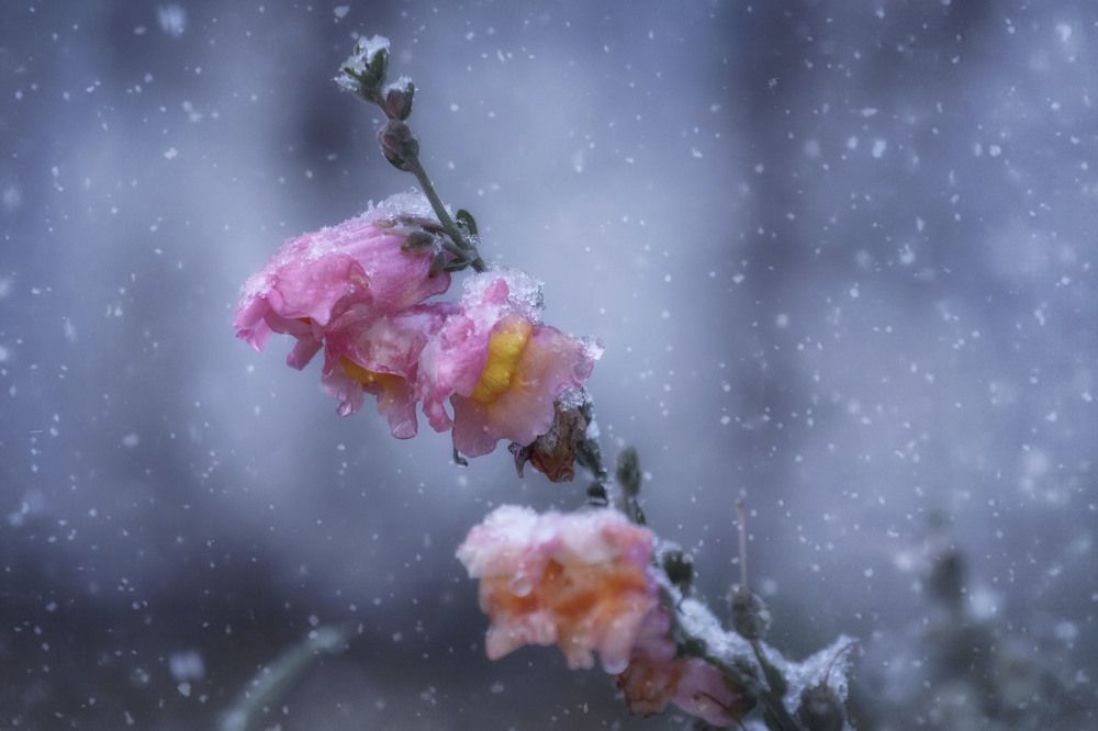 Photograph by Юлия Лушникова