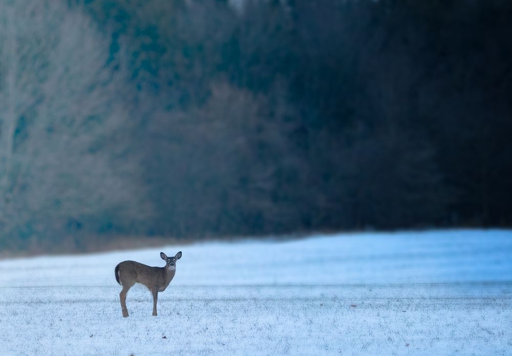 Photograph by Raghuvamsh Chavali