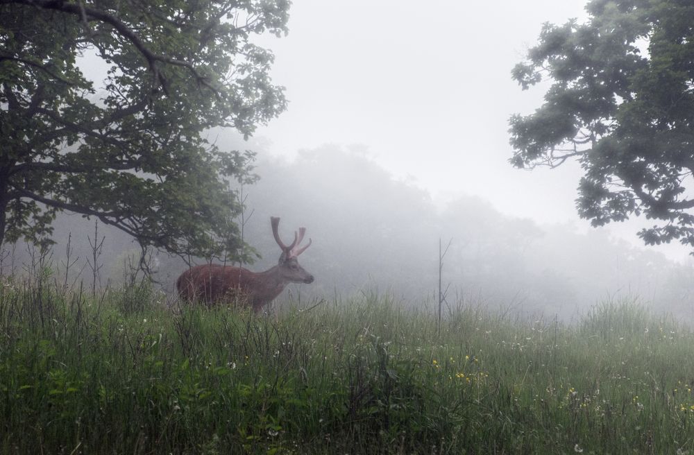 Photograph by Anton Gutmann