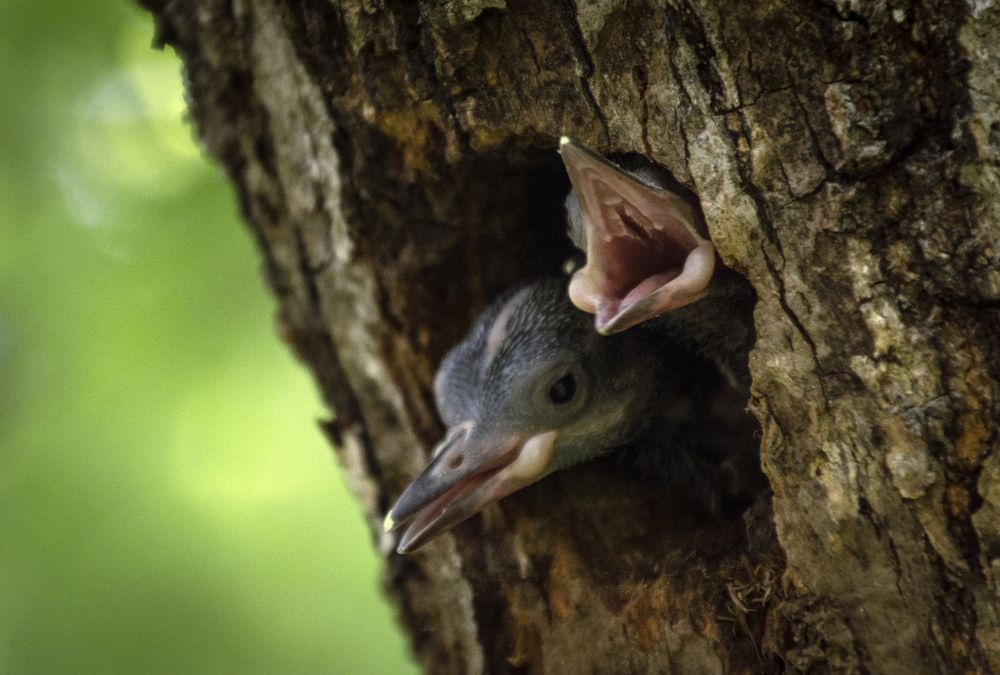 Photograph by Anton Gutmann