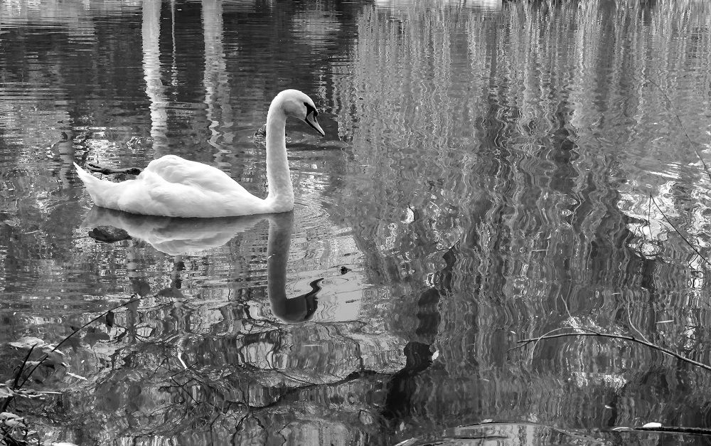 Лебедь на воде