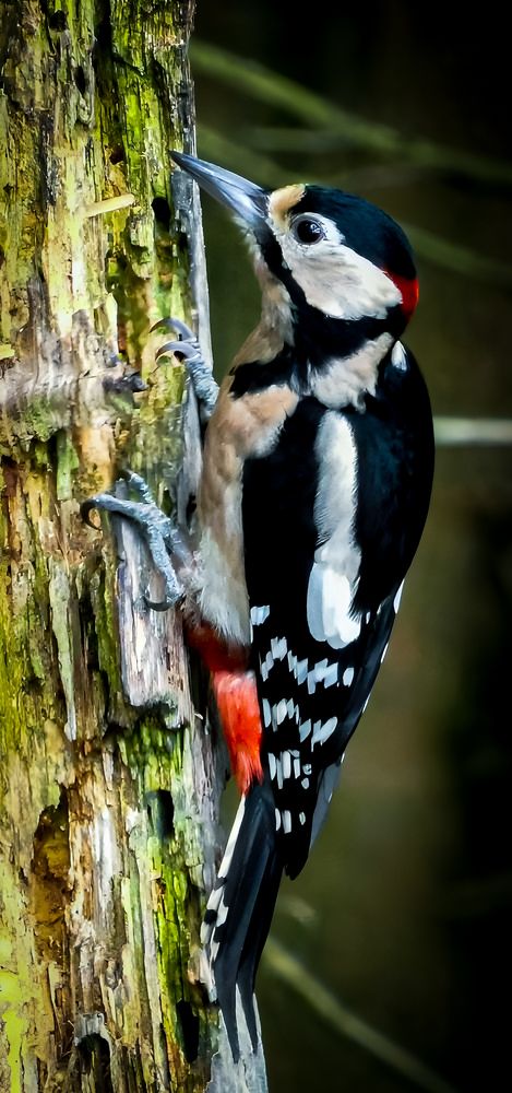 Фотография автора Michael Gault