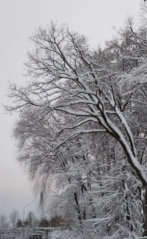 Photo #8542511