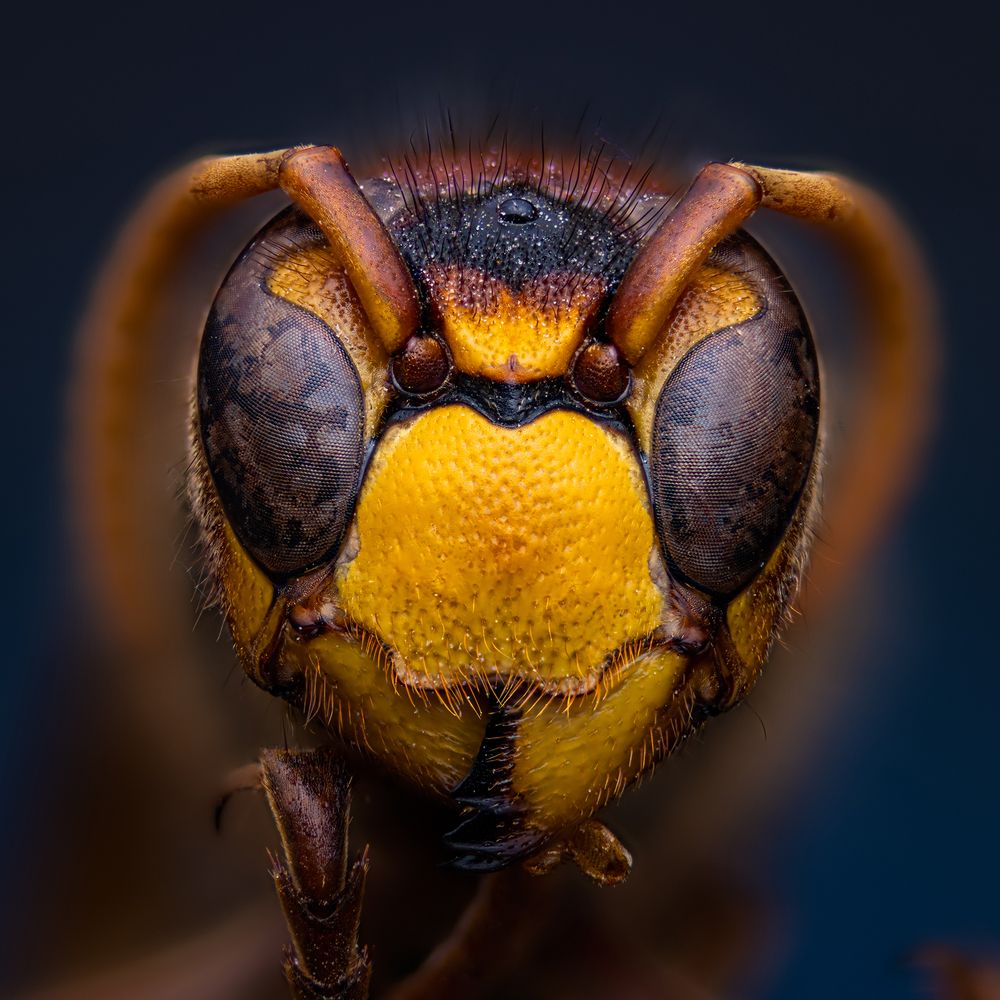 Фотография автора Alexander Dolapchiev