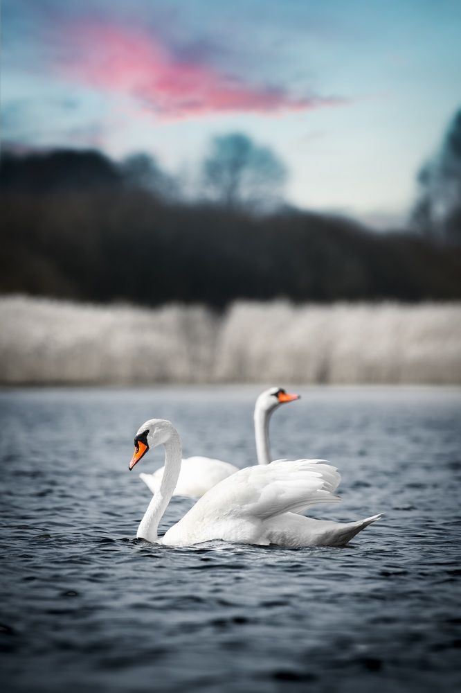 Photograph by Damian Kozik