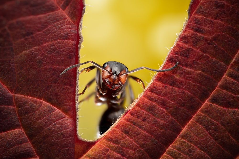 Photograph by Damian Kozik