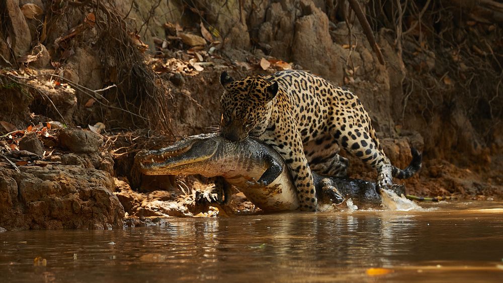 Фотография автора Борис Коновалов