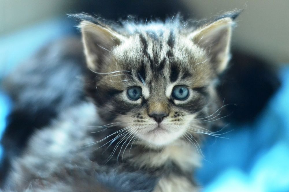 Photograph by Максим Пономаренко