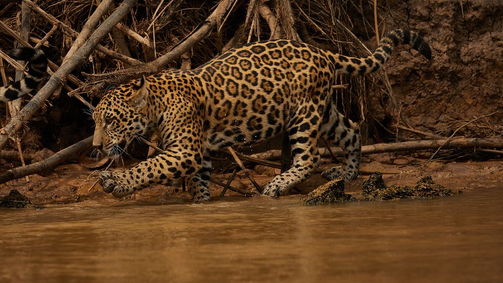 Фотография автора Борис Коновалов