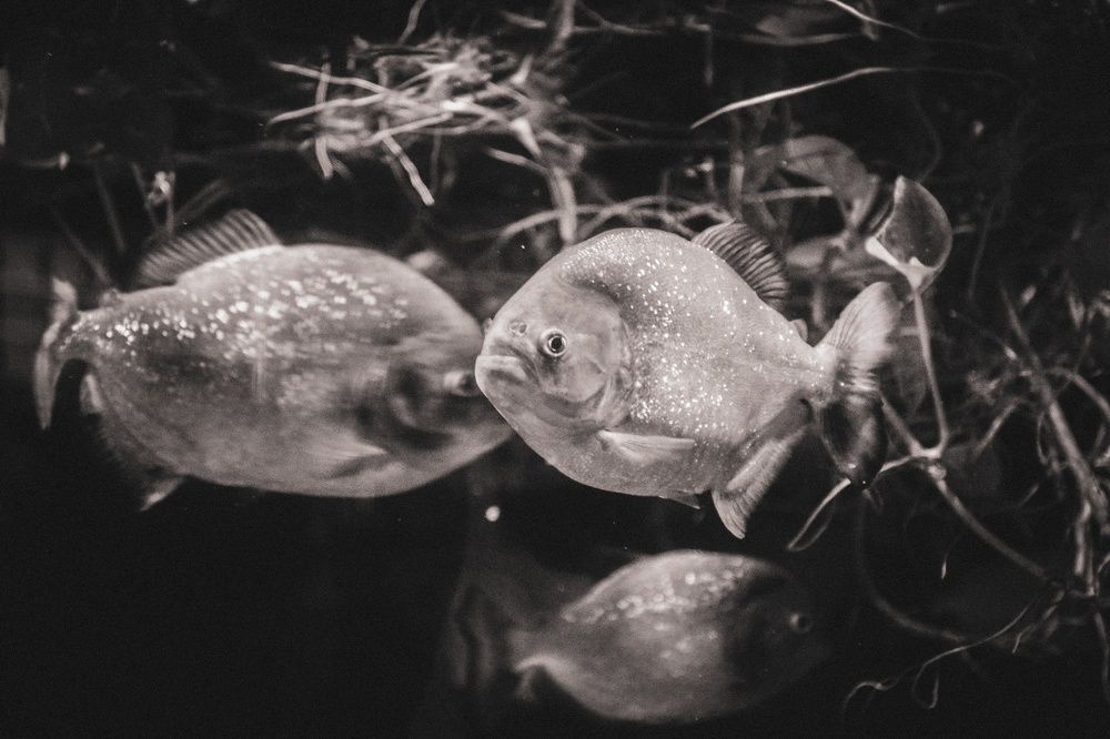 Photograph by Анастасия Хованская