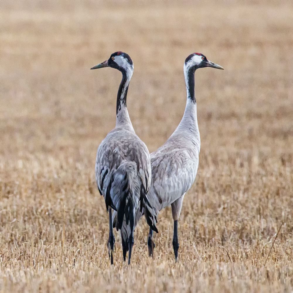 Серые журавли