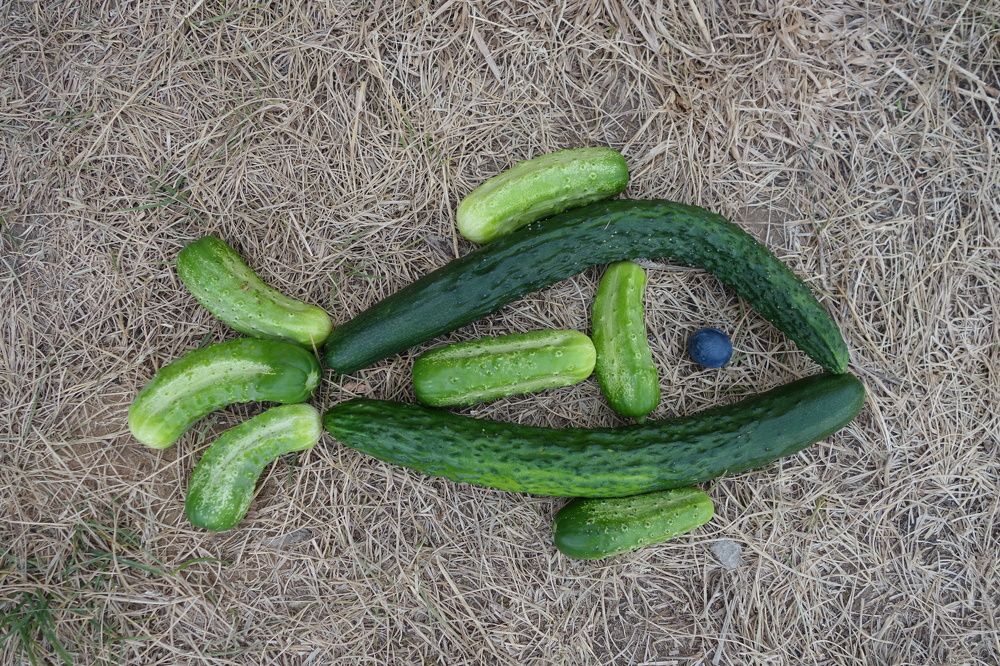 огурцовая рыба