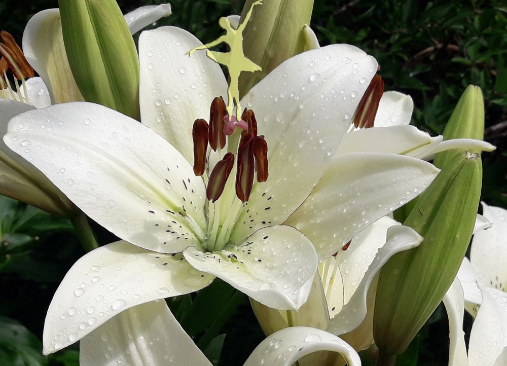 Photograph by Елена Алешкевич