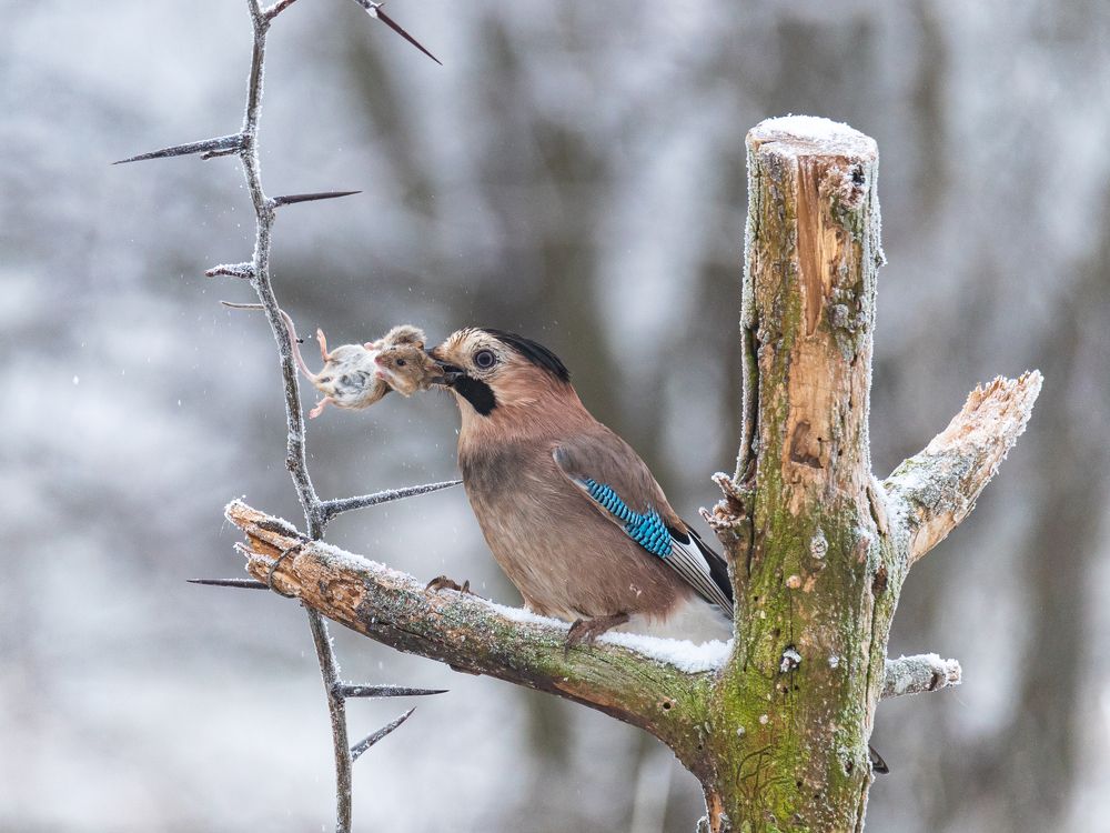 Photograph by Рамзан Давлетмирзаев