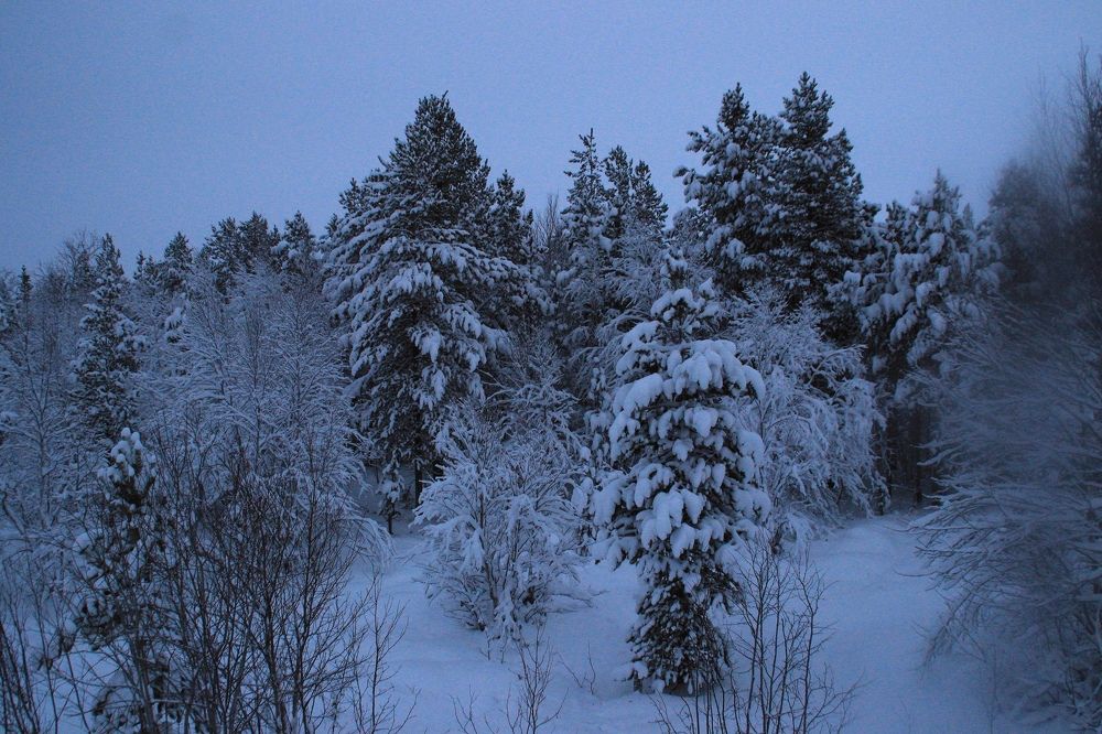 Фотография автора Светлана Овчинникова(Терехова)