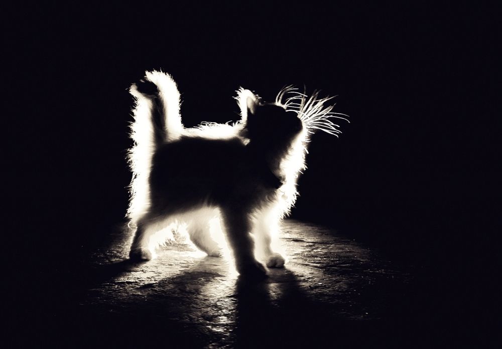 Photograph by Majd Arandas