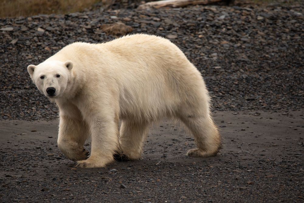 Фотография автора Борис Коновалов