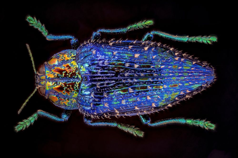 Photograph by Enrico Luzi