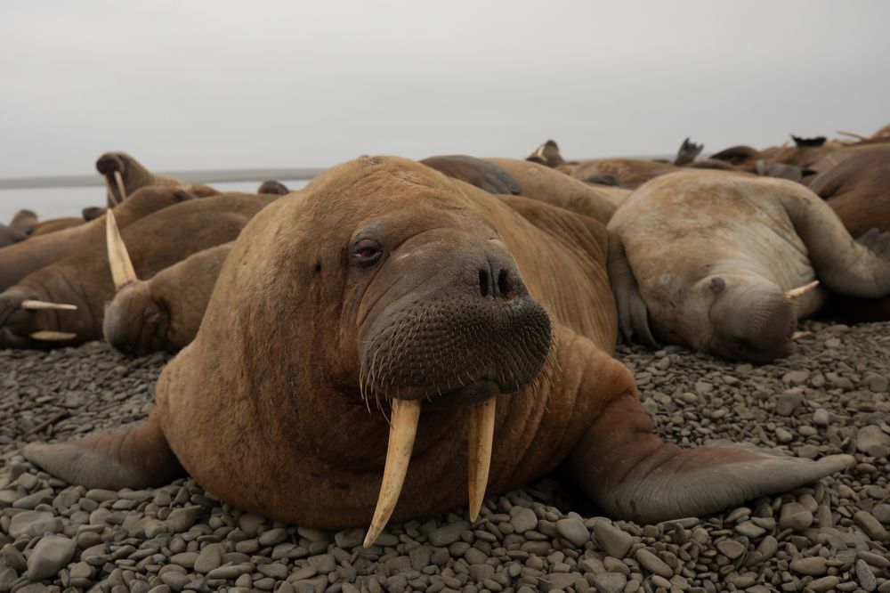 Фотография автора Борис Коновалов