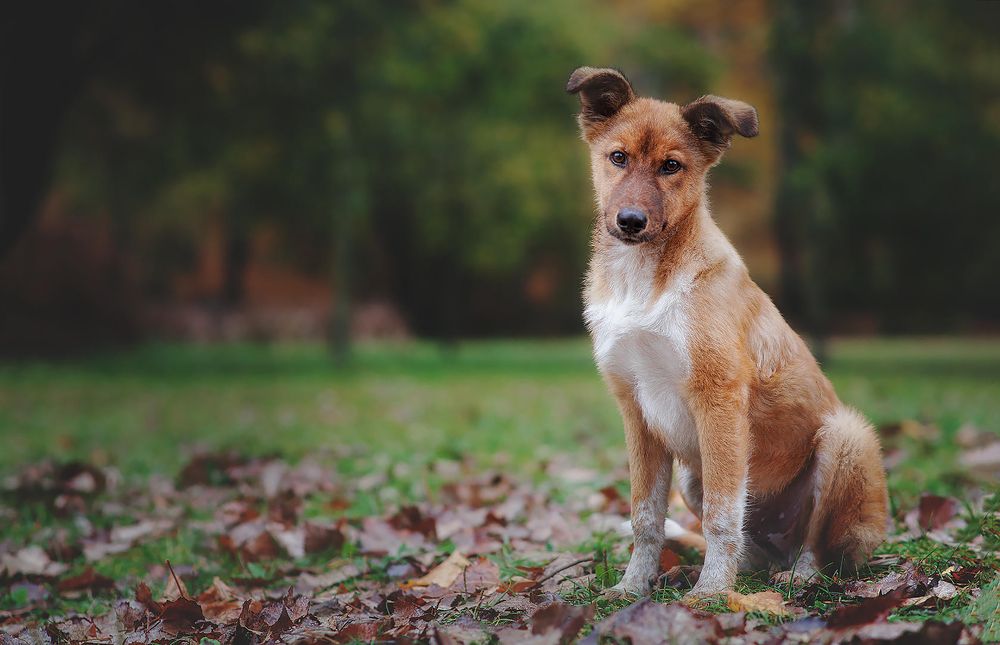Фотография автора Oleg Suhenko